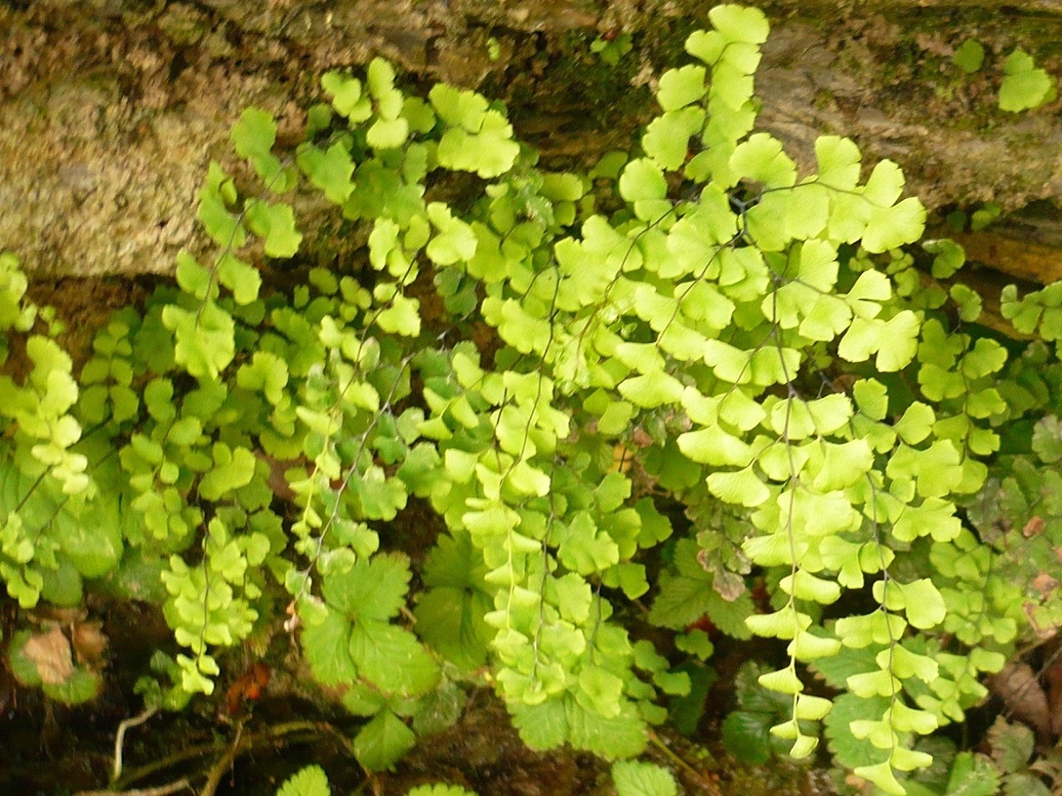 Adiantum capillus-veneris (Pteridaceae)